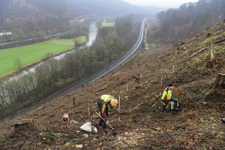 Beantragung der Forstlichen Förderung
